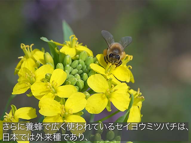 凶悪なイメージのオオスズメバチも生態系を維持する役目を担っている